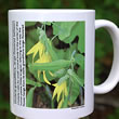 mug DS-076 Uvularia grandiflora 7112